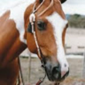 Meet your Posher, Tyra